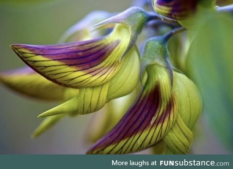 This plant that mimics hummingbirds. The name of the plant is crotalaria cunninghamii