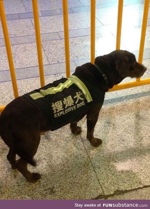 Dogs are dangerous in Japan