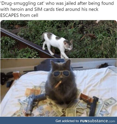 Gangsta cat