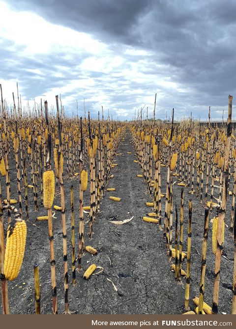 A fire burned the leaves and husks in this cornfield leaving the stalks and cobs largely