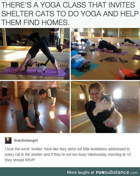 Stray Cat Yoga