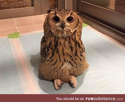 Ever seen an owl sitting?