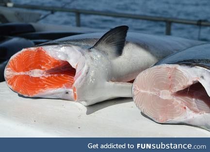 Wild vs farmed salmon, an illustration