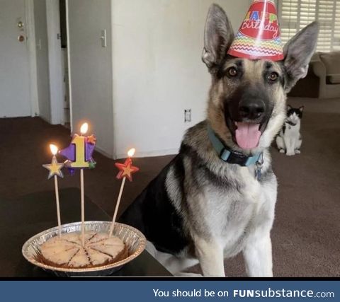 Dogs birthdays, but cat wasn’t amused