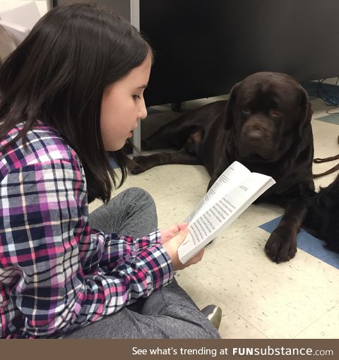 Therapy dog trained to listen to children read to help give them confidence