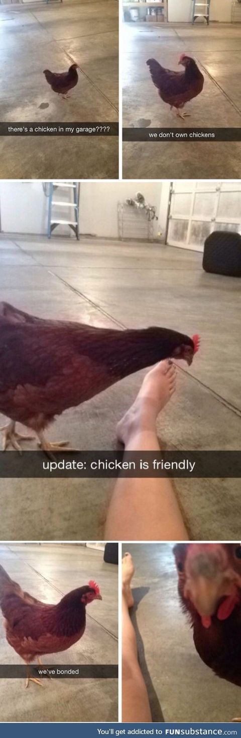 Chicken is Friendly