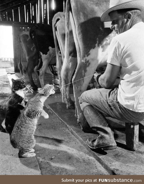Cats drinking fresh milk on the farm, 1954