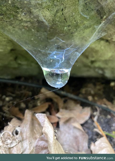 Water being held by a remaining spider web