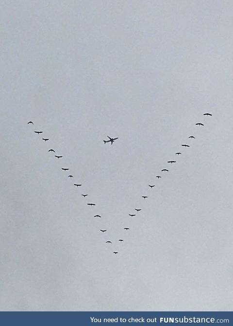 Shot this chance photo of a formation of geese flying South