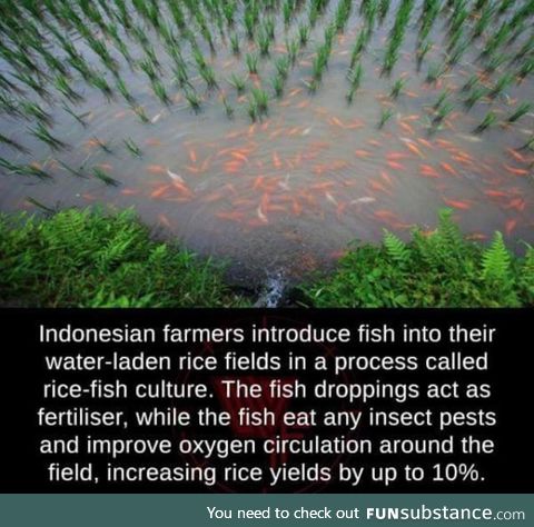 Rice-fish