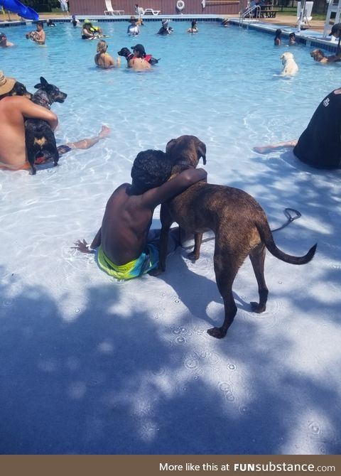 Before the local pools close for the season, they have a dog swim day