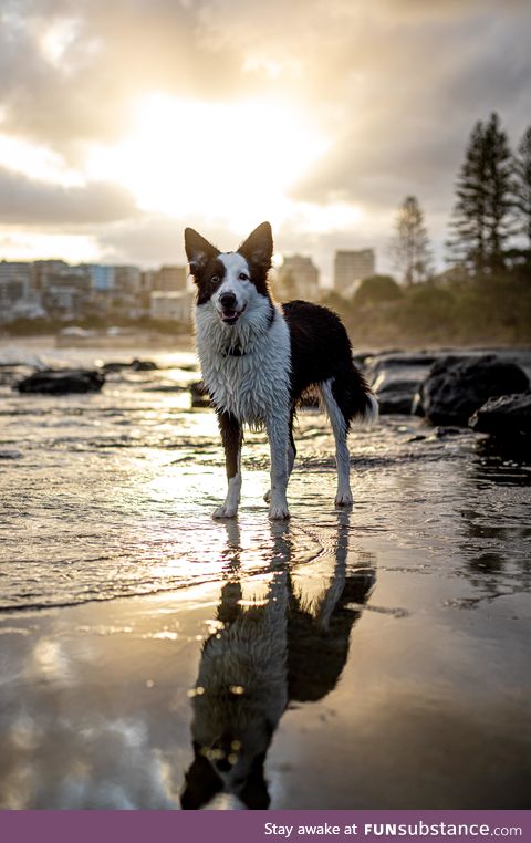 My mates Border Collie posing for me