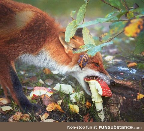 Fox eating a amanita mushroom in Finland