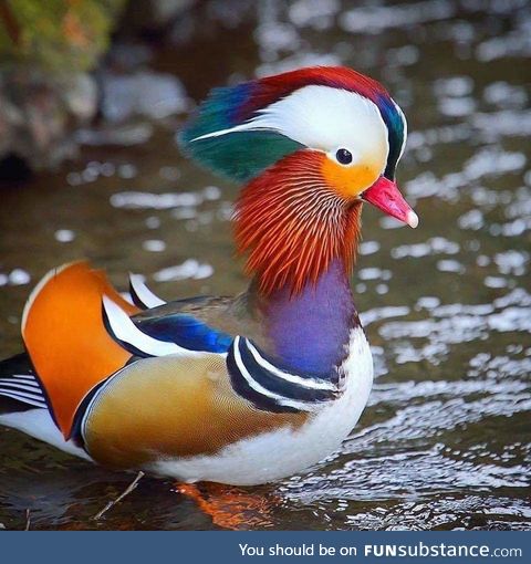 Look at this mandarian duck