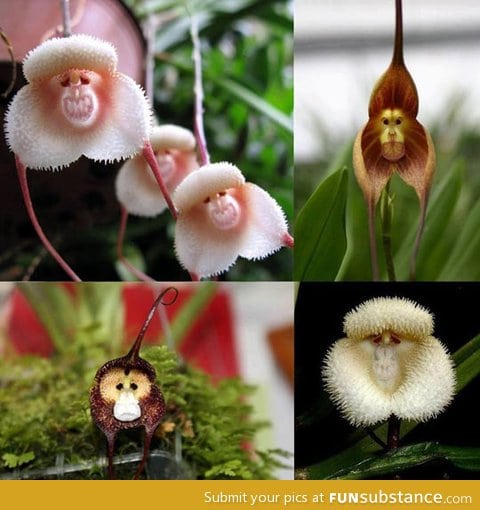 Monkey orchids