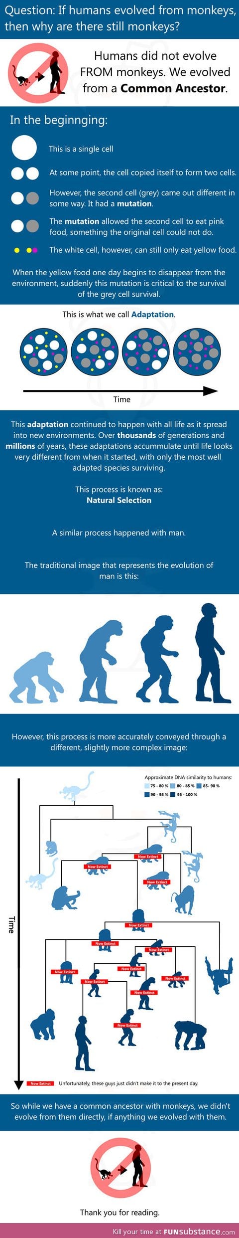 Humans Did Not Evolve From Monkeys