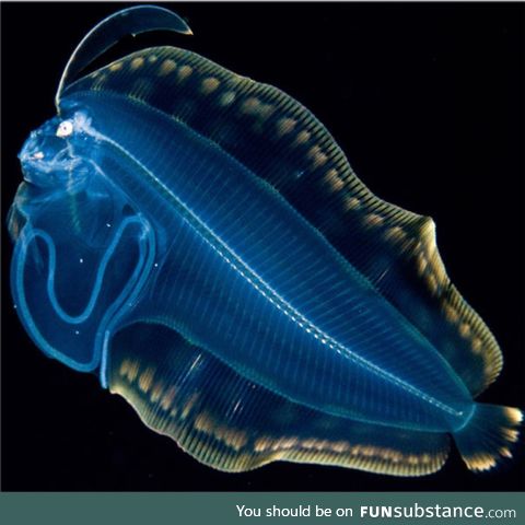 Bioluminescent flounder
