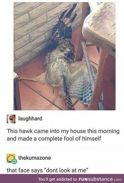 Drama Hawk