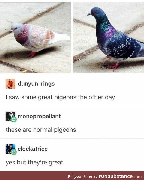 Great Pigeons
