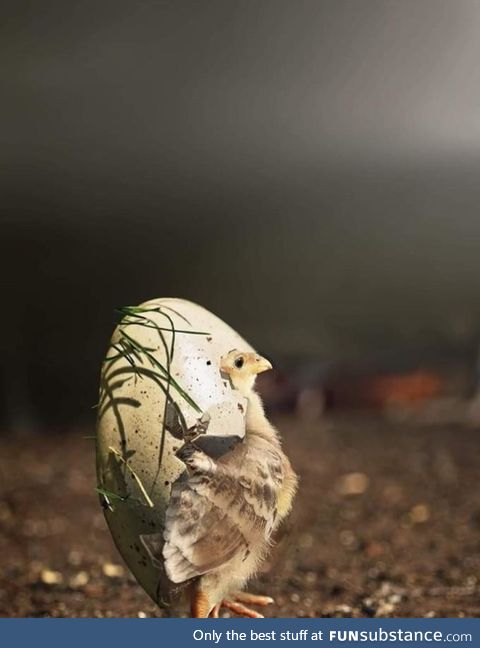 A chick wearing his egg shell as a hat