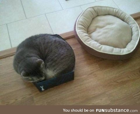 Cat logic.