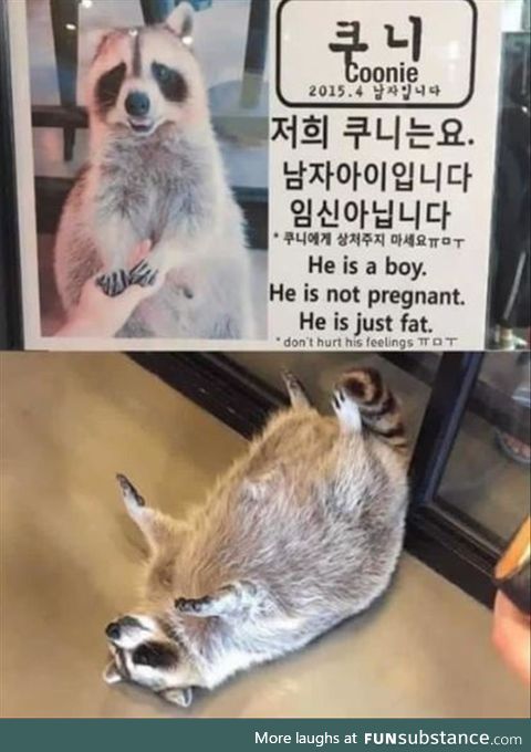 He's not pregnant, he's just fat