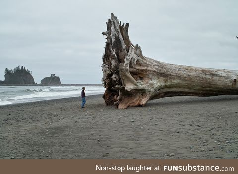 This 100 year old driftwood log