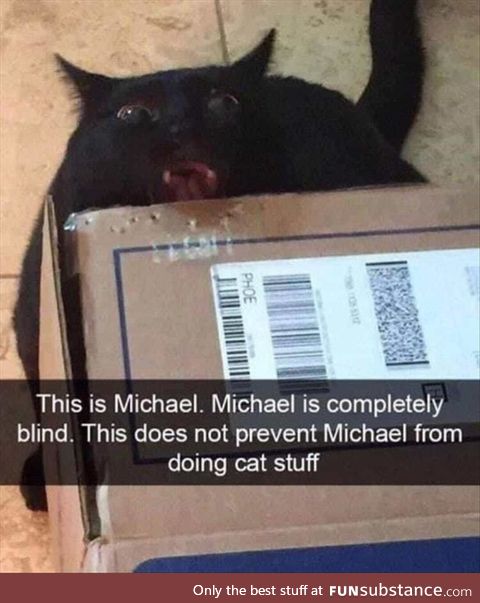 Michael still does cat stuff