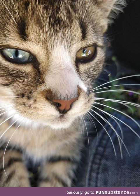 This tiny little cat came up to me and wanted to cuddle. He has heterochromia and it's so