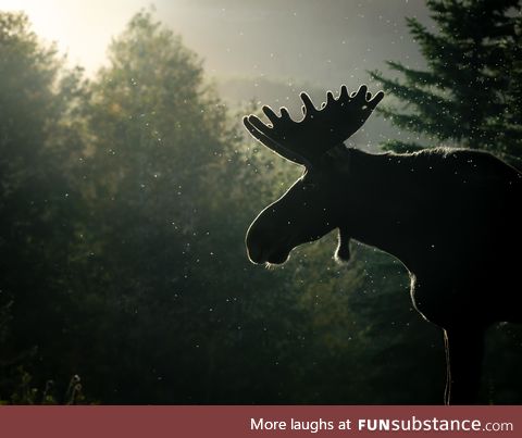 I took a photo of a moose