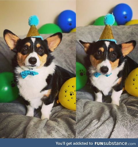 My corgson Norbert’s first birthday