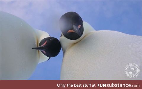 These emperor penguins accidentally took a selfie while examining a camera