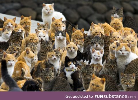The cats of Aoshima, the most famous one of the 17 Cat Islands of Japan