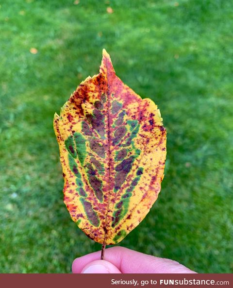 This leaf with all the colors of autumn
