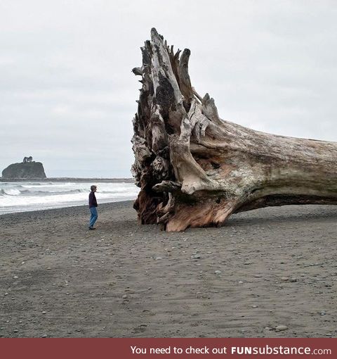Driftwood that washed ashore the Washington state coast