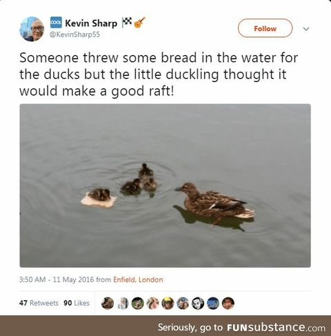Duckling Bread Raft (He is a little confused, but he's got the spirit!)