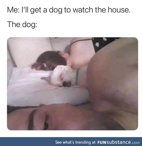 Need a watch dog ?
