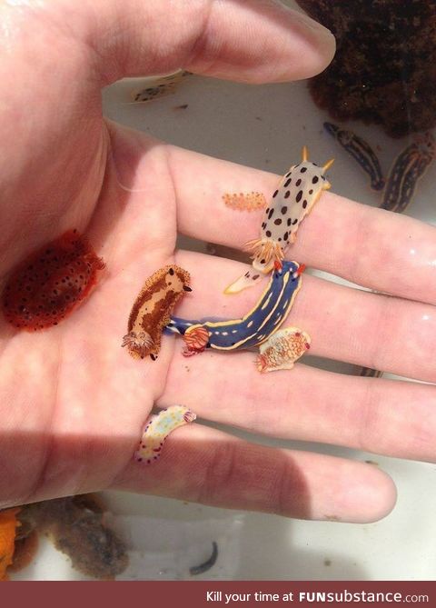 A handful of baby nudibranches