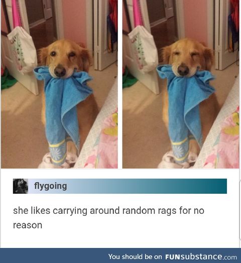 Dog carrying rags for no reason more than she's a good girl