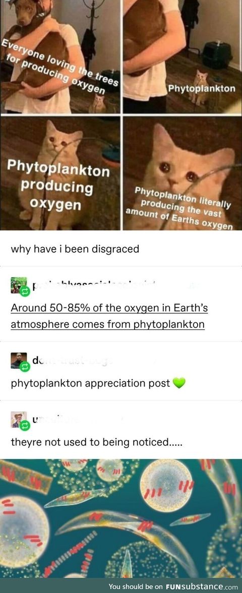 Phytoplankton appreciation