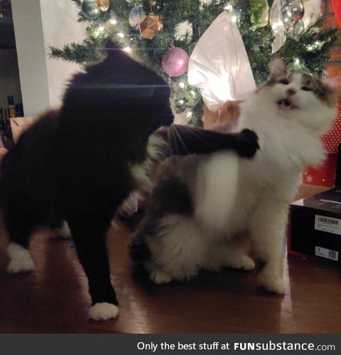 Tried to take a nice photo of the cats for Christmas
