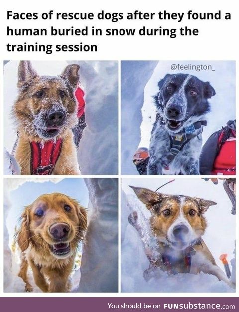 Snow Rescue Dogs after finding their target