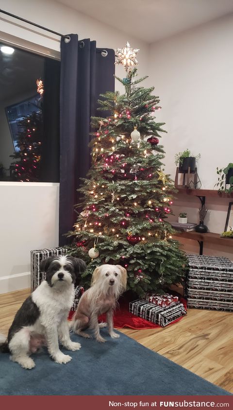 Our first Christmas in our new home