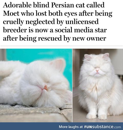 Moet the blind Persian cat