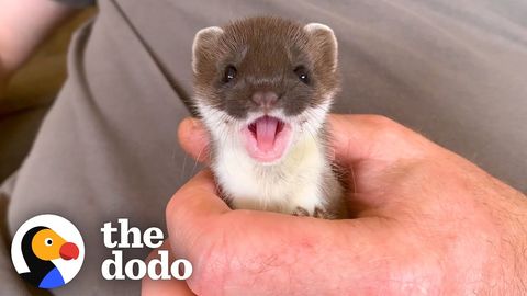 Rescue Stoats seeing another Stoat for the first time, and being released to the wild
