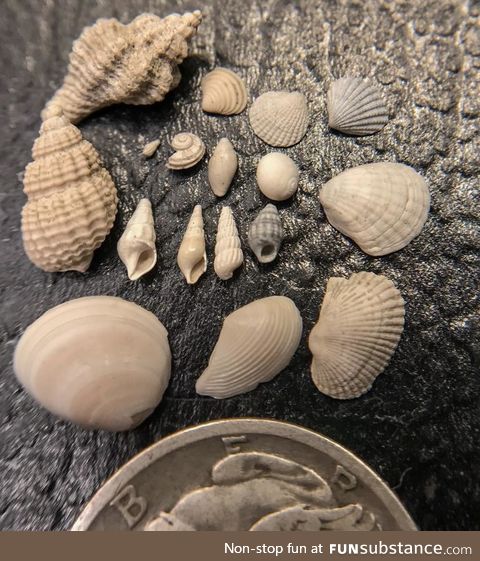 These tiny seashells