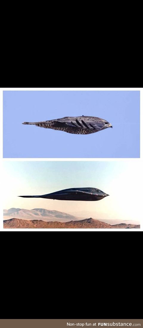 The difference between a B2 Bomber and a Perigrine Falcon