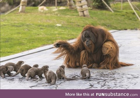 Our zoo decided to temporarily move the otters to the Orangutan exhibit for entertainment