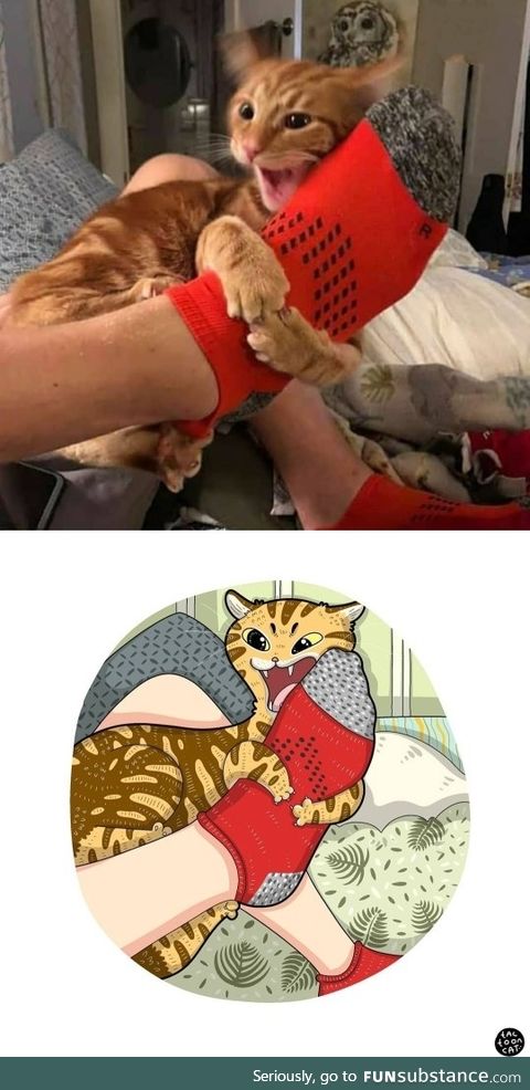 Cat vs Sock