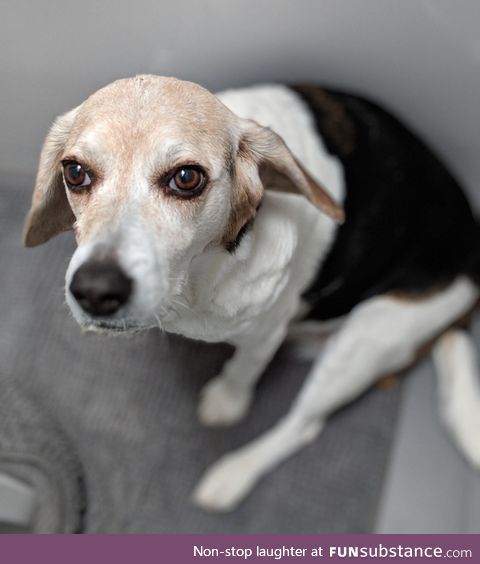 Sandy the beagle 12 years old